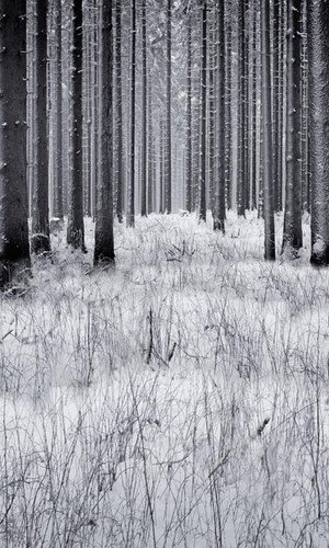 Winter Forest Backdrop