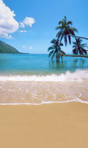 Palm Trio Backdrop