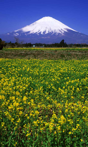 Fuji Flowers Backdrop