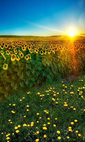 Sunflower Fields Backdrop