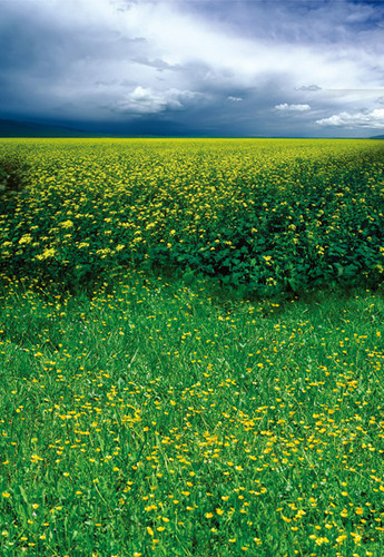 Flowers Abounding Backdrop