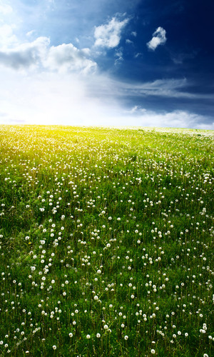 Dandelion Field Backdrop