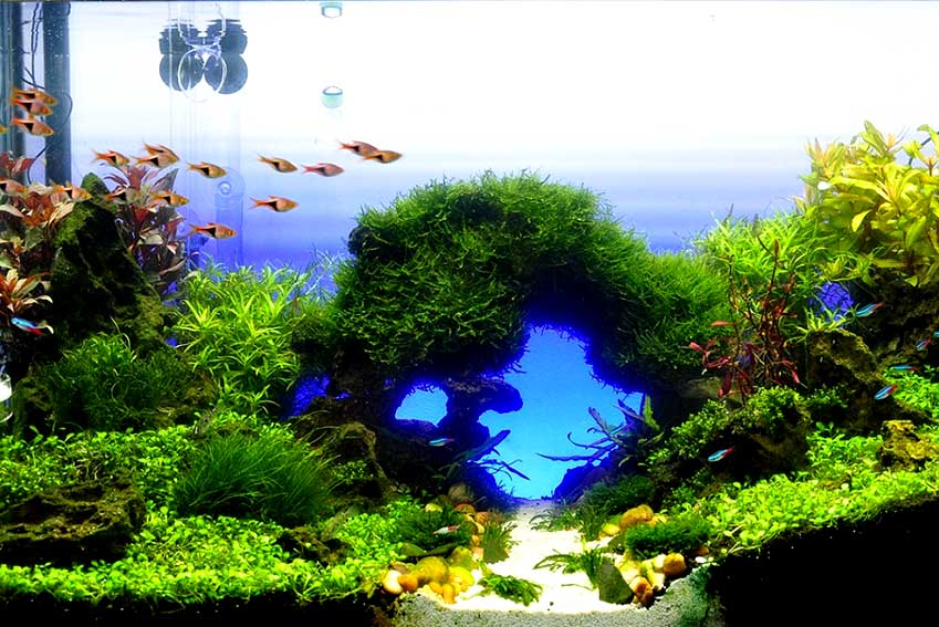 Freshwater Aquascape Aquarium Tank 1 Stock Photo - Download Image Now -  Backgrounds, Fish Tank, Animal - iStock