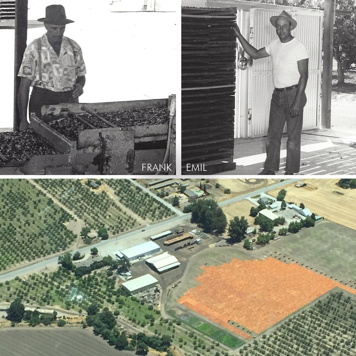 B & Farms history - dried blenheim apricot growers