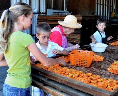 Fifth generation enjoying blenheim apricots