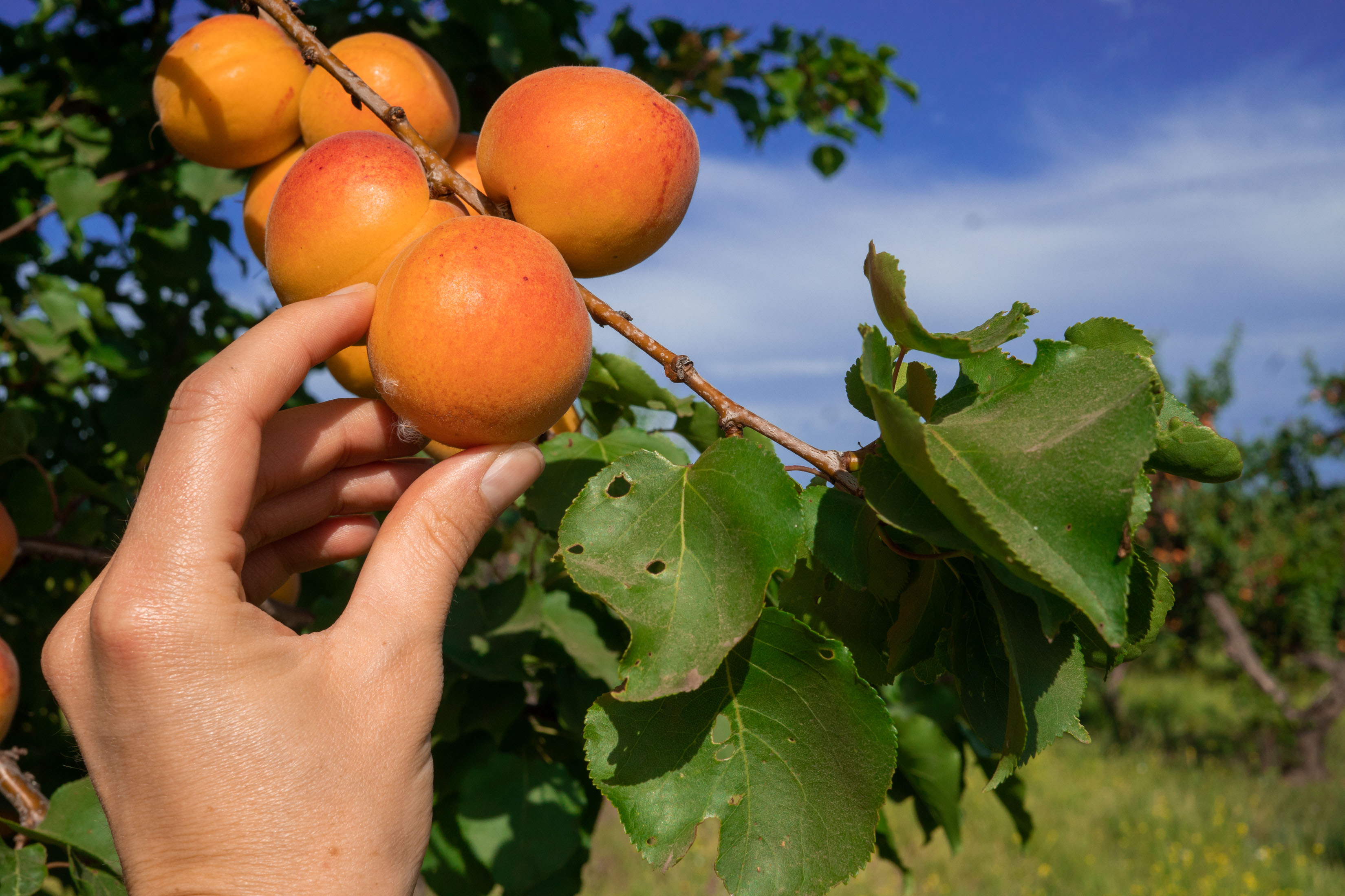 Blenheim apricot facts