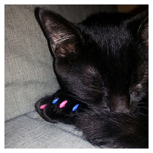 Black The Cat Purrdy Paws Hall Of Fame Soft Pink And Blue Soft Nail Caps