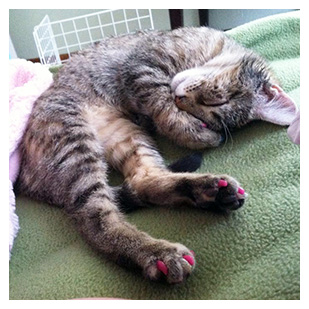 Carly The Cat Purrdy Paws Hall Of Fame Hot Pink Soft Nail Caps