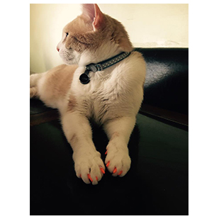 Kam The Cat Purrdy Paws Hall Of Fame Orange Soft Nail Caps