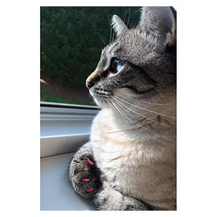 Lena The Cat Purrdy Paws Hall Of Fame Soft Pink Soft Nail Caps