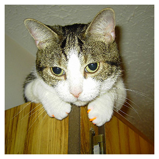 Mozzarella The Cat Purrdy Paws Hall Of Fame Orange Soft Nail Caps