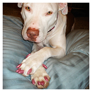 Pit The Dog Purrdy Paws Hall Of Fame Pink Glitter Soft Nail Caps