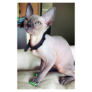 Prince The Cat Purrdy Paws Hall Of Fame Glow In The Dark Soft Nail Caps