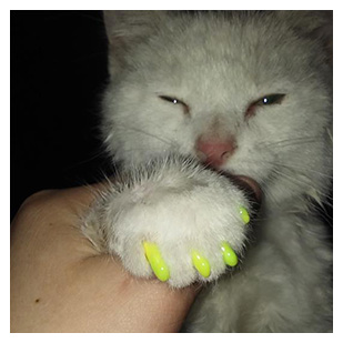 Rayann The Cat Purrdy Paws Hall Of Fame Neon Yellow Soft Nail Caps