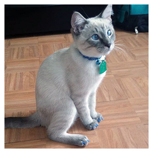 Sasha The Cat Purrdy Paws Hall Of Fame Blue Soft Nail Caps