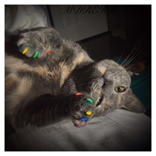 Savannah The Cat Purrdy Paws Hall Of Fame Rainbow Combo Soft Nail Caps