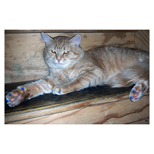 Turbo The Cat Purrdy Paws Hall Of Fame Blue Soft Nail Caps