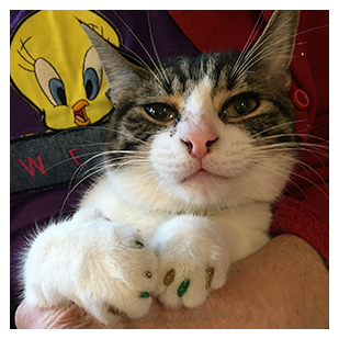Tweetie The Cat Purrdy Paws Hall Of Fame Green And Gold Glitter Soft Nail Caps