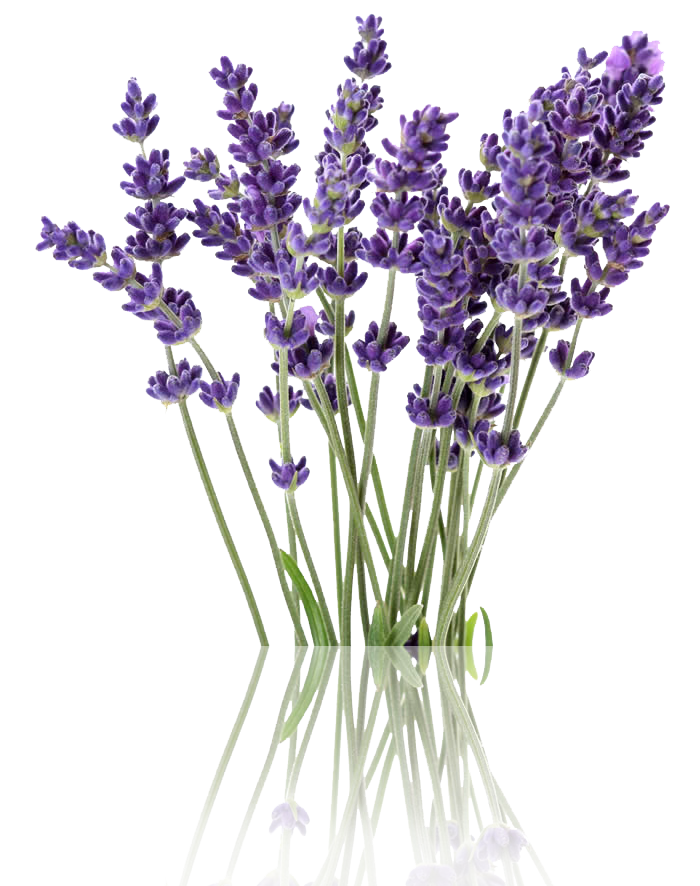 lavender-essential-oil-treatment-lavender.png