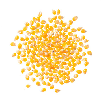 Yellow Popcorn Yellow Popcorn