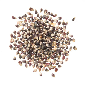 Black Pearl Popcorn Black Pearl Popcorn