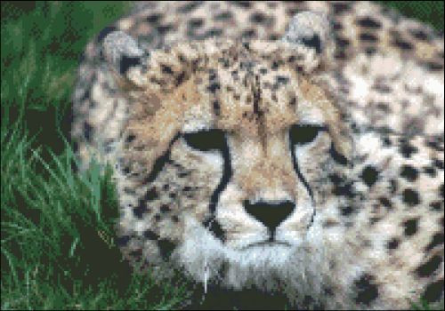Cheetah