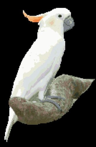 Citron Cockatoo