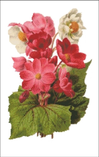 Begonia Flower Cross Stitch Pattern