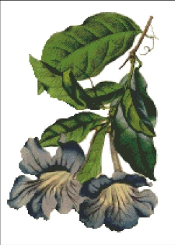 Bignonia Flower Cross Stitch Pattern