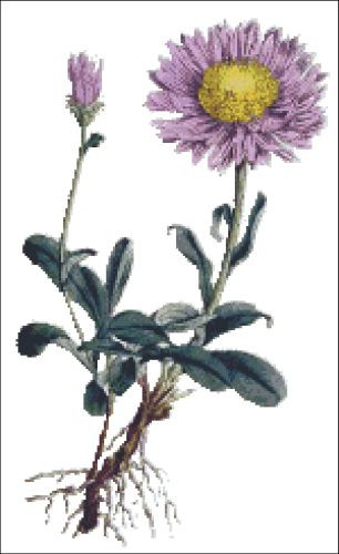 Alpine Aster