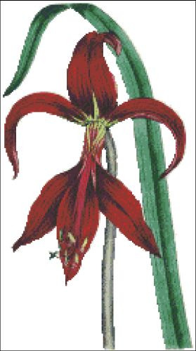 Amarylis