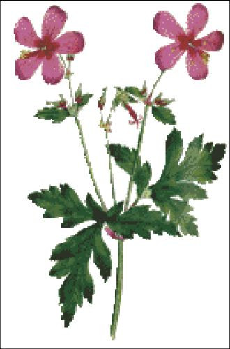 Anemone Geranium