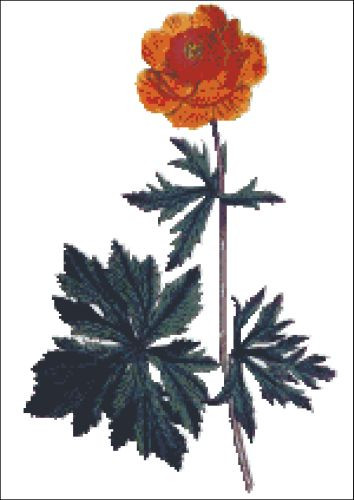 Asiatic Globe Flower