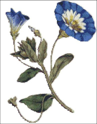 Bindweed