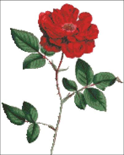 Ever Blowing Rose
