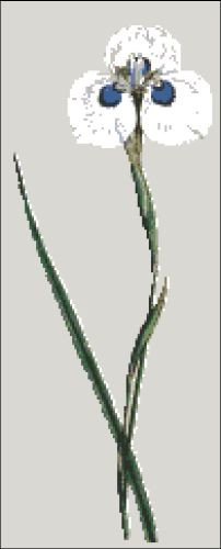 Peacock Iris