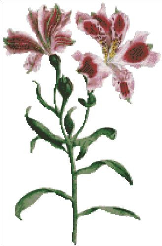 Spotted Flowered Alstroemeri