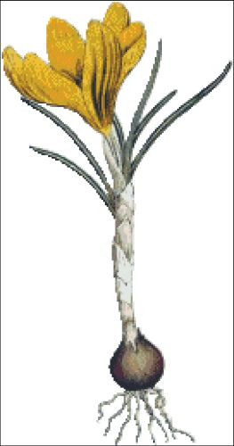 Spring Crotus