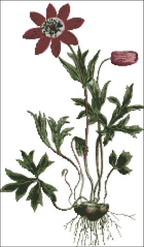 Star Anemone