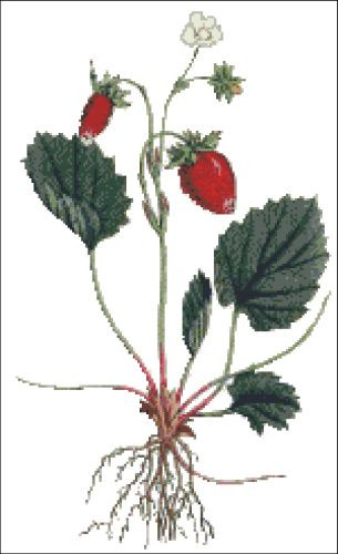 Strawberry of Versailles