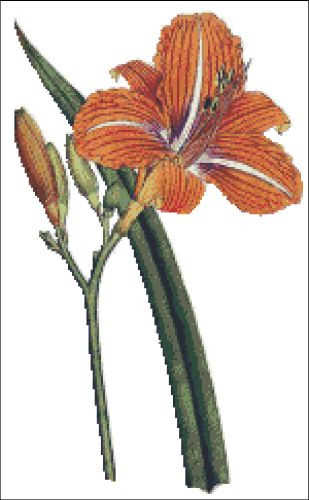 Tawny Day Lilly