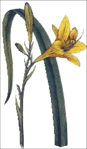 Yellow Day Lilly