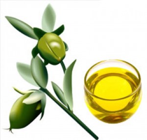 jojoba-plant.jpg