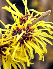 witch-hazel.jpg