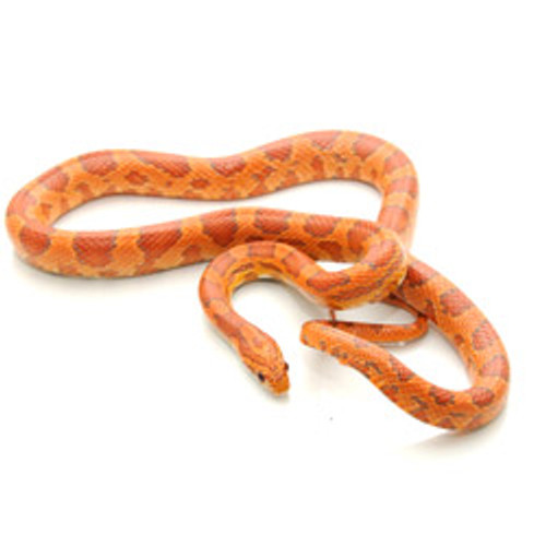 CORN SNAKES Candy Cane Corn Snake from ReptMart.com