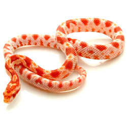 CORN SNAKES Candy Cane Corn Snake from