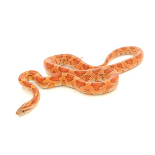 CORN SNAKES Candy Cane Corn Snake from ReptMart.com