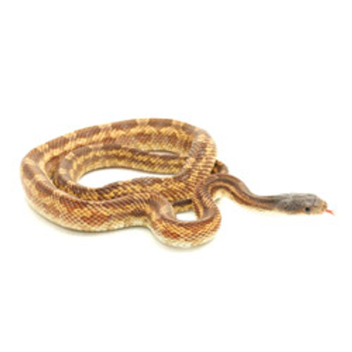 Leucistic Texas Bug Eye Rat Snake for sale from ReptMart.com