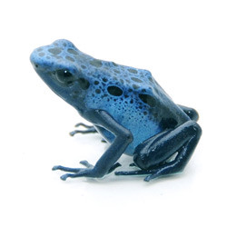Blue Poison Dart Frog for sale from