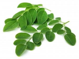 moringa leaves - benefits of moringa